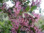 Ole Sayeti img_1655