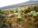 Mt Kenya Naromoru img_4347