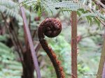 Kereita Cave & Waterfall giant-fern