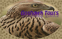 goshawk tours