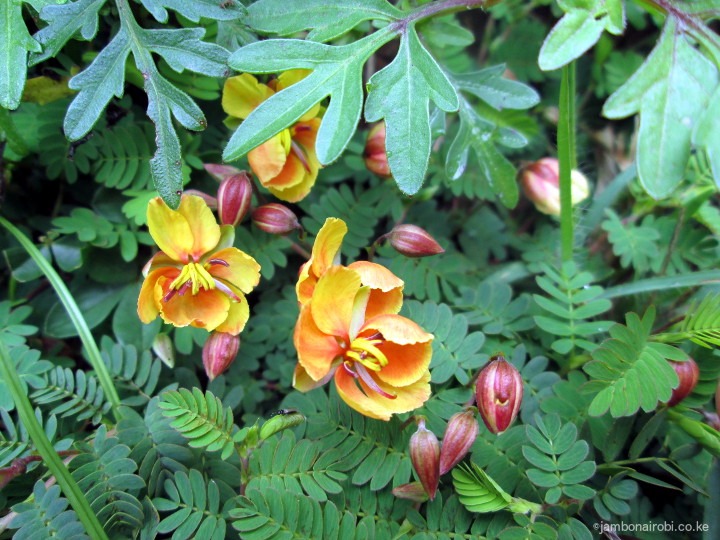 wild flowers of loita forest