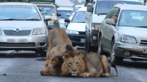 Lions in the city