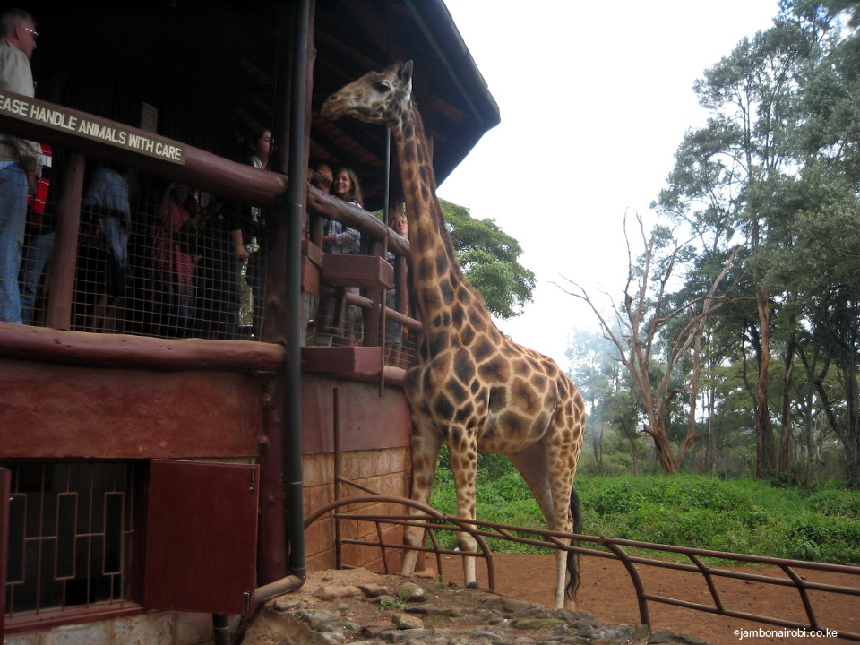 Giraffe feeding platform