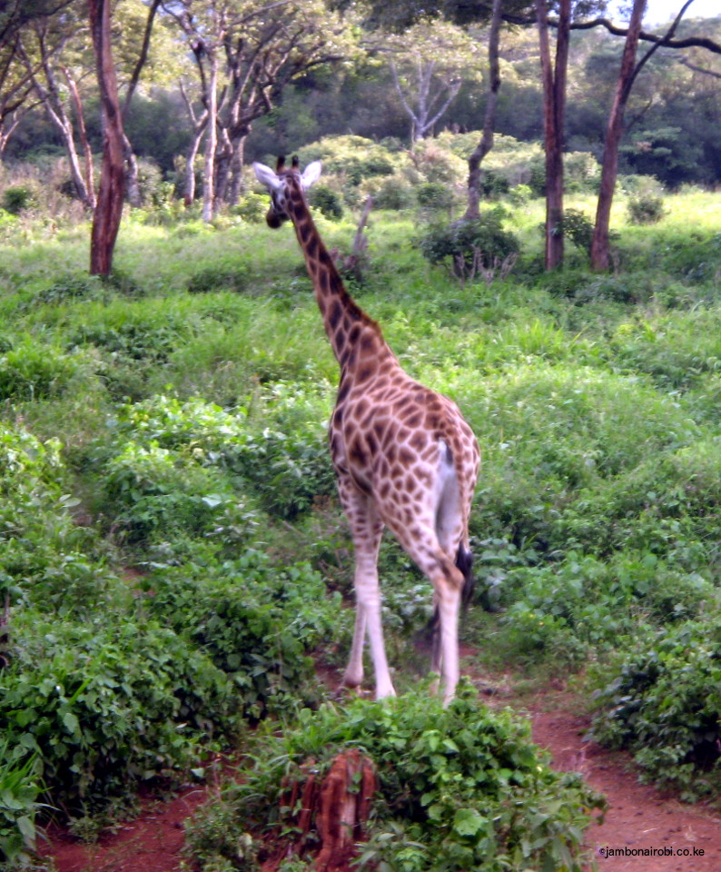 Giraffe in Nature Sanctuary